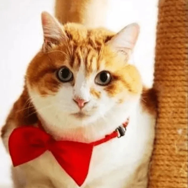 Coleira com gravata borboleta para animais de estimação elegante e ajustável: faz seu cachorro ou gato parecerem fabuloso!