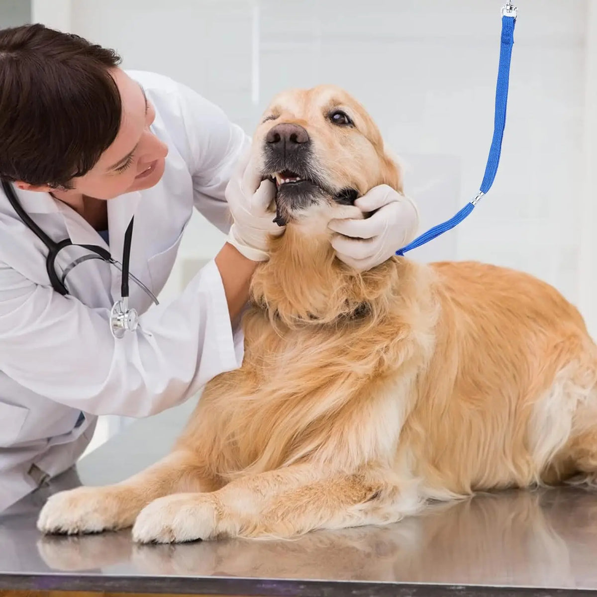 1/3 pçs pet grooming laço de retenção de náilon trelas ajustável cão gato corda fixa para pet grooming mesa